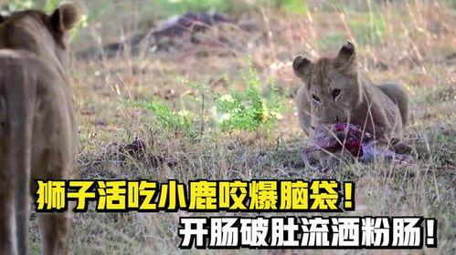 小鹿爆料吃瓜,娱乐圈最新吃瓜大揭秘！